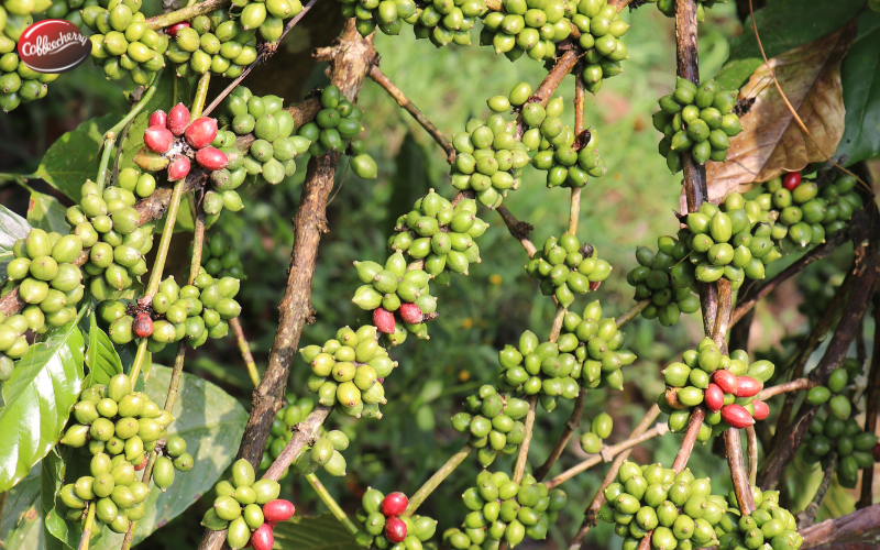 Robusta-ben-vung-cau-chuyen-carbon-footprint (2)